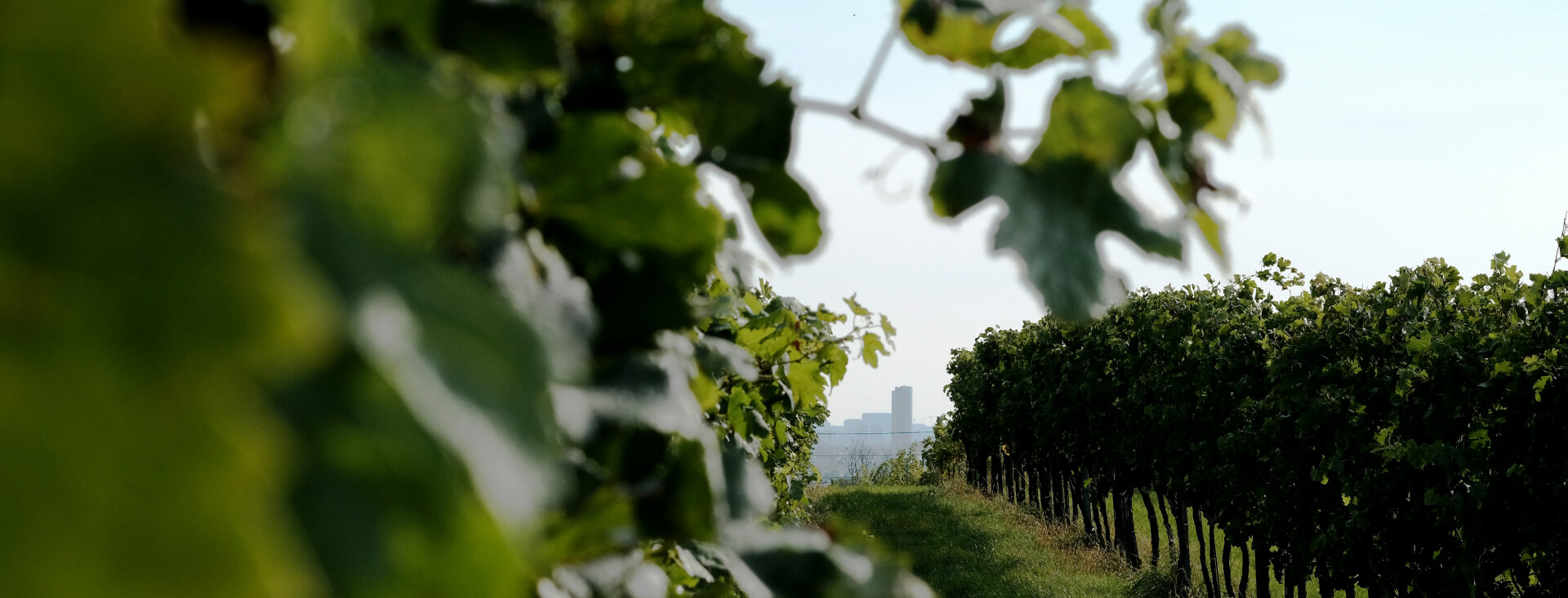 Pro Wine — the standard in wine and gastronomy