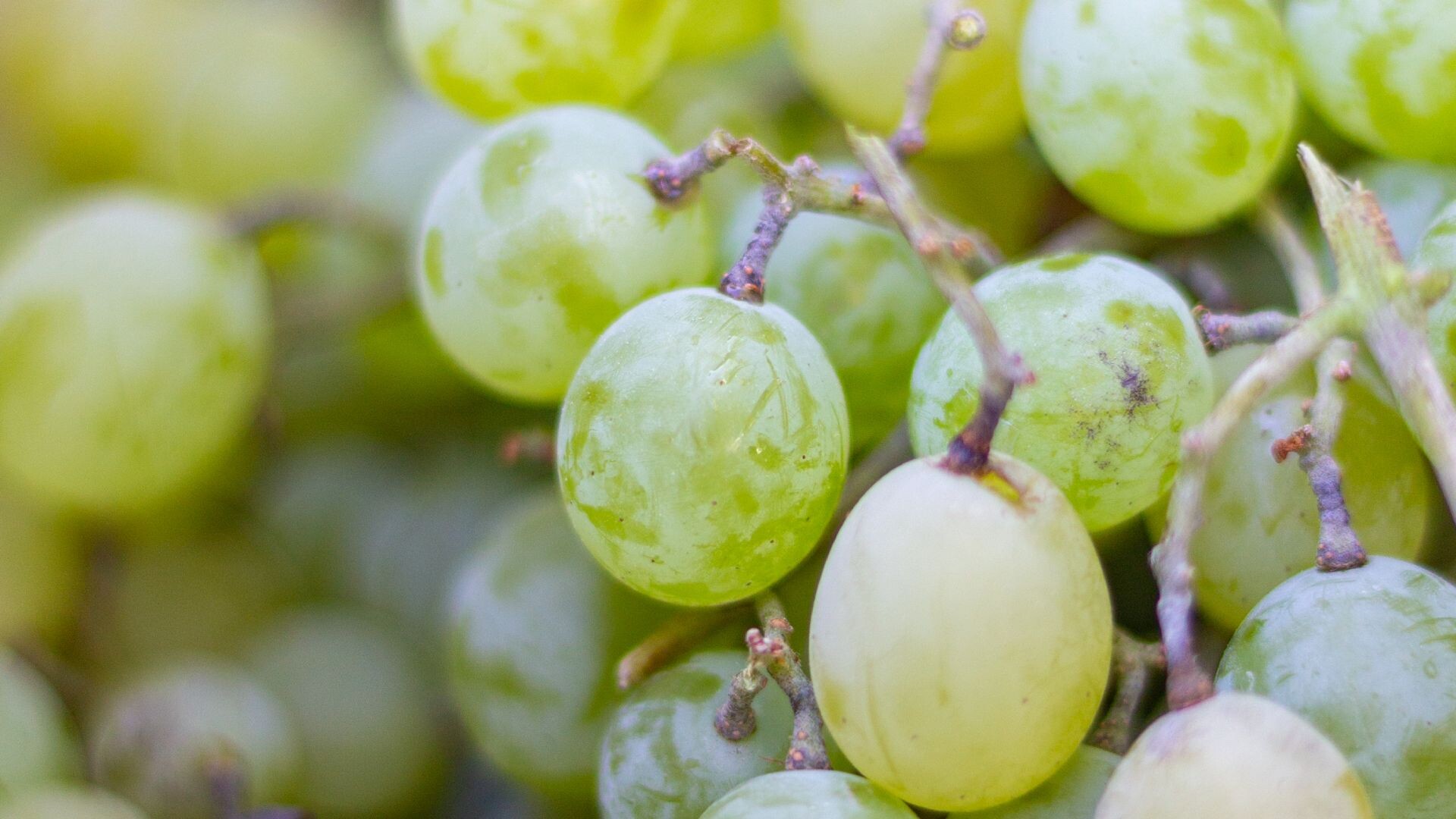 Pinot Gris Day is on 17 May! Grey and white Pinot are the same variety as the black one, only “albino” clones