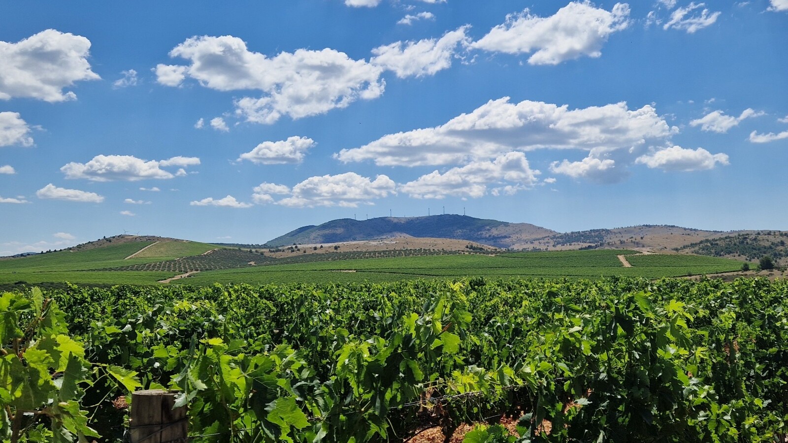Are you near Šibenik? Visit Jadrtovac, a viticultural paradise that the army of the former state plowed with shells