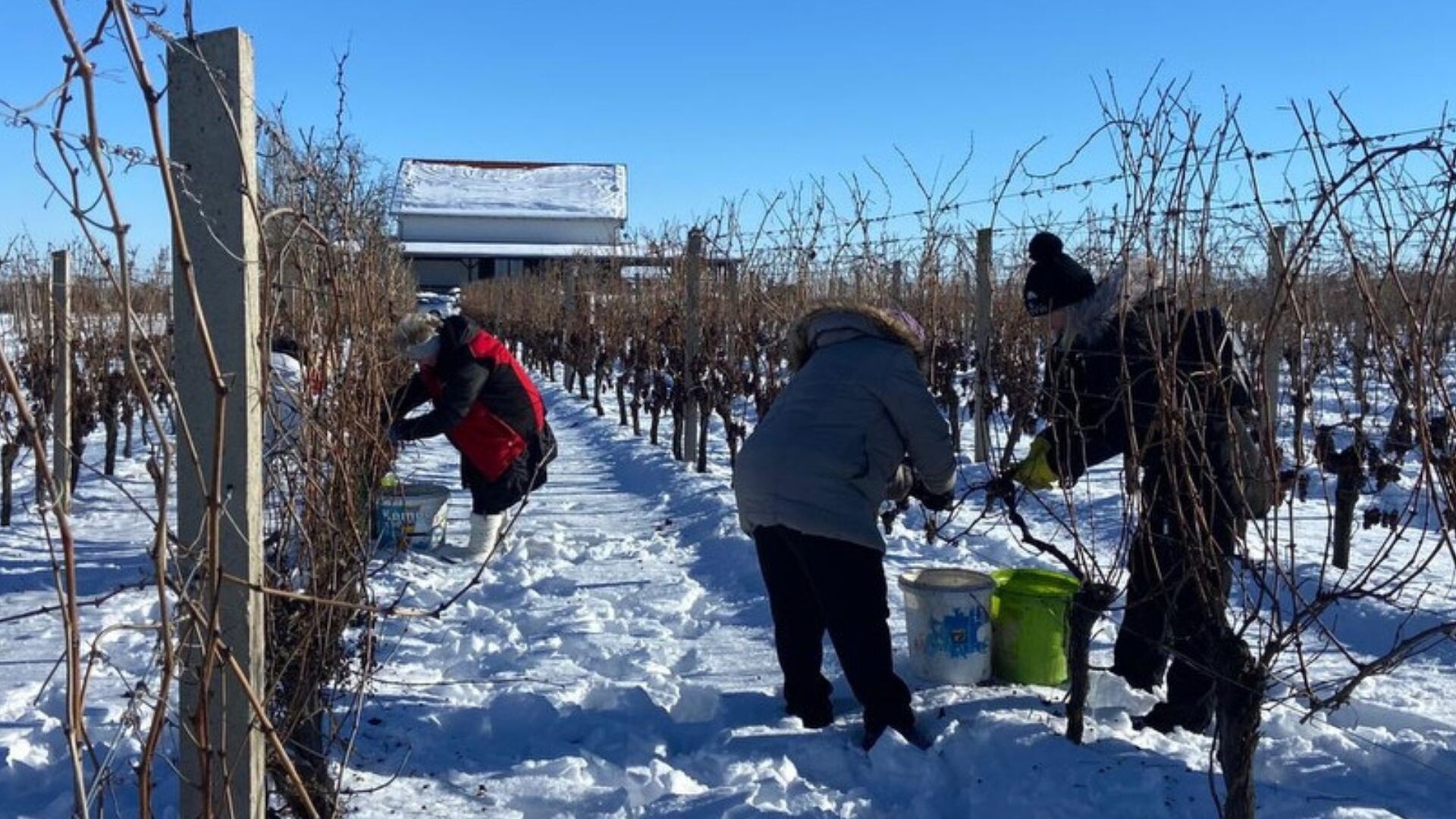 Ice wine harvest at Radoš! The team from Ilok’s Papak Winery is harvesting frozen Graševina for the first time